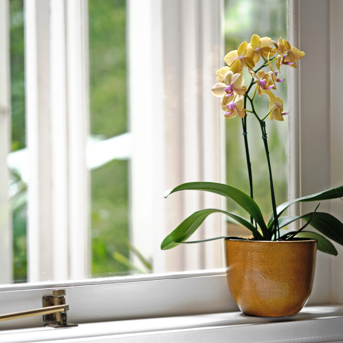 Így mentsd meg a kánikulában fonnyadozó orchideát