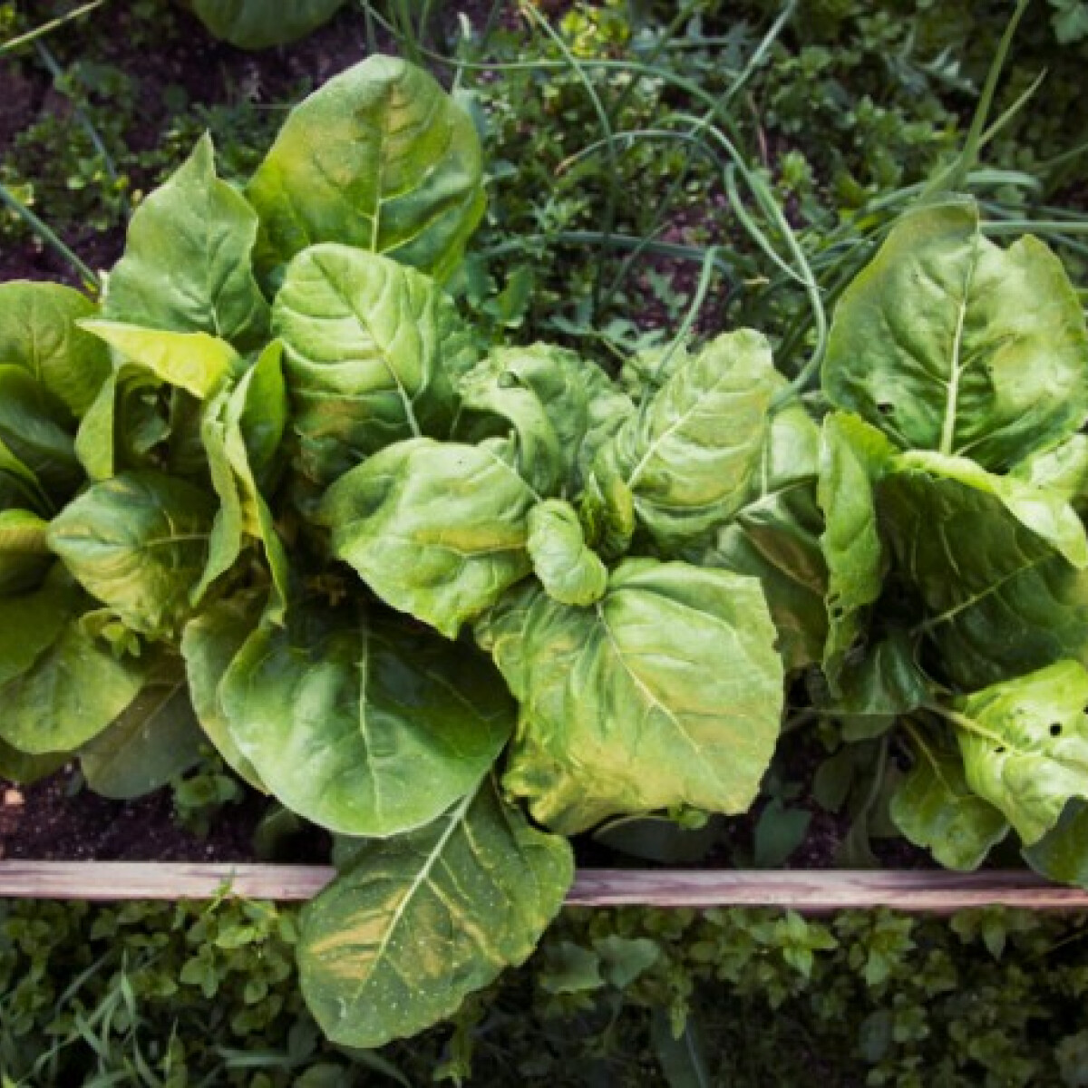 17 géniuszi kertésztrükk egy tenyérnyi zöldért