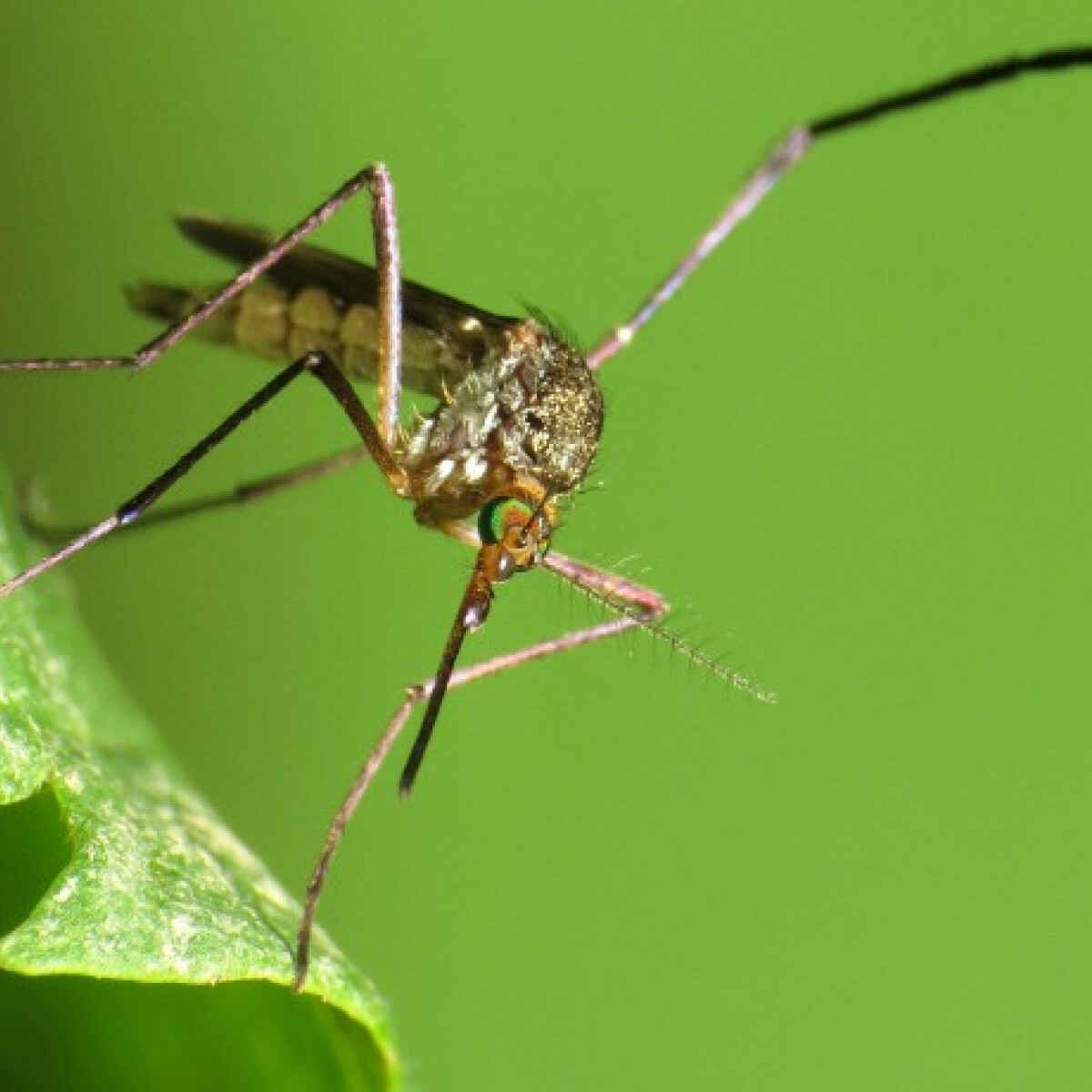 Zika-vírus: rémhírek és a valóság