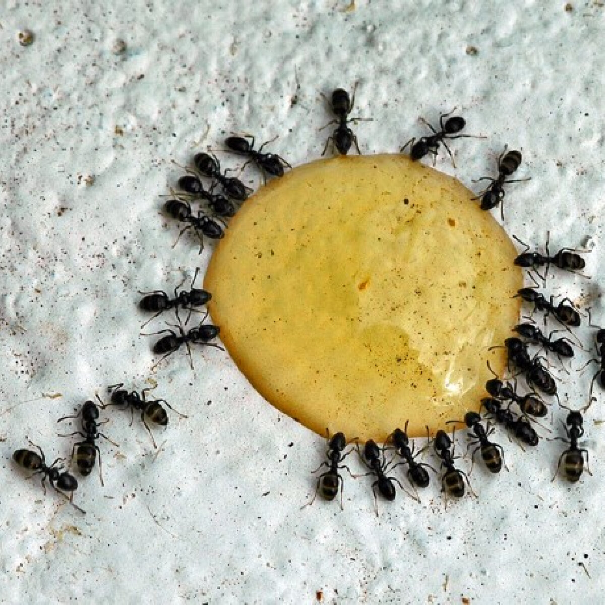 Bio Bio Baby citromos muskátlikivonatos spray rovarok (szúnyog, kullancs) ellen 100 ml
