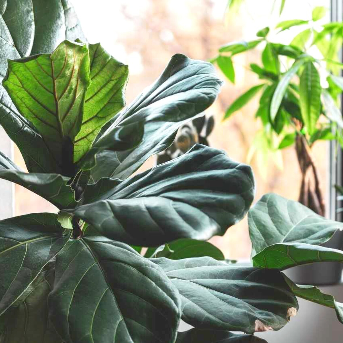 5 nagyméretű növény, ami beltéren is csodásan érzi magát