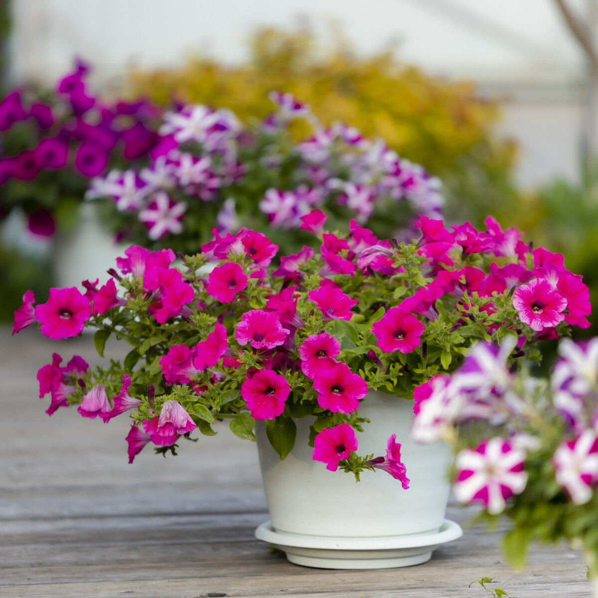 4 egyszerű tipp, amitől egész nyáron virágozni fog a petúniád