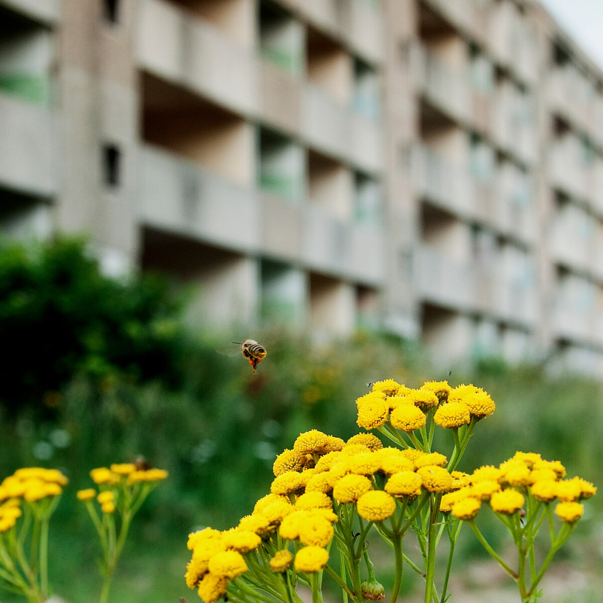 A kis balkonod is lehet méhbarát kert – nem a méret a lényeg