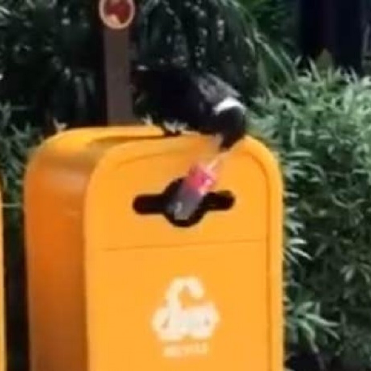 Ez a varjú még az embereknél is jobban tudja, hogyan kell kidobni a szemetet