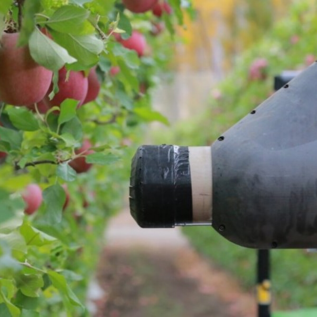 Itt az almaszedő robot - Ez lenne a megoldás a munkaerőhiányra?