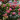 Selyemvirágfa pink virágokkal