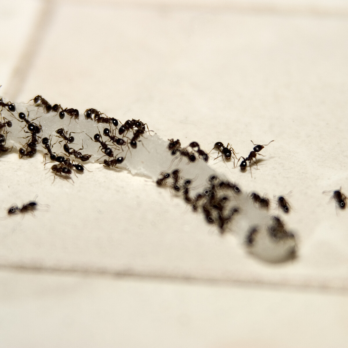 8 tipp, amellyel kiűzheted a hangyákat az otthonodból