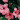Hibiszkusz