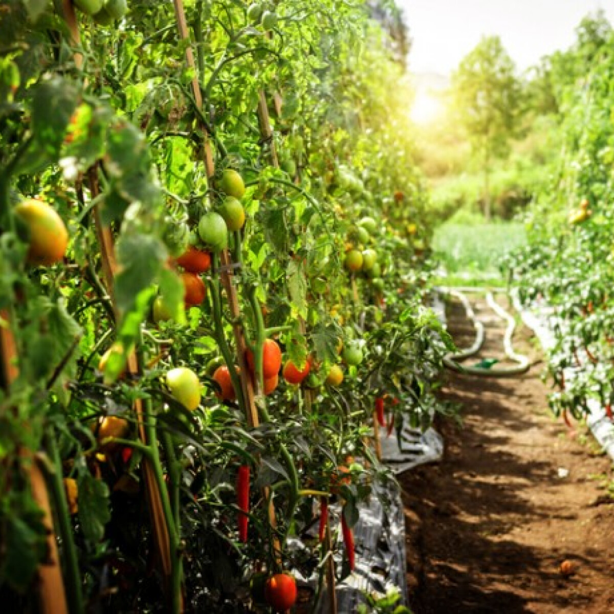5 karbonsemleges alapanyag, amit megéri enned vagy termesztened