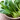 Pak choi