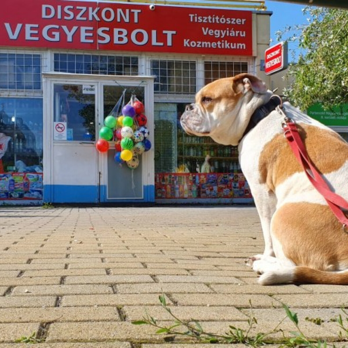 Megosztó téma: Te kikötöd a bolt elé a kutyádat, ha vásárolsz? SZAVAZZ!