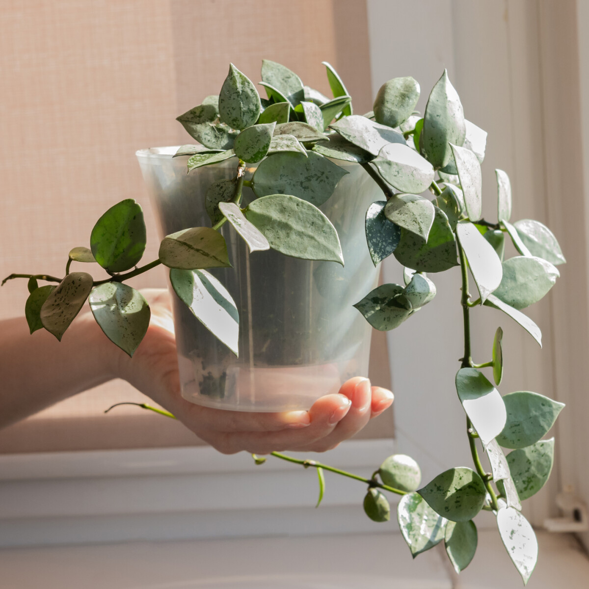 7 illatos szobanövény, ami isteni aromát ad az otthonunknak