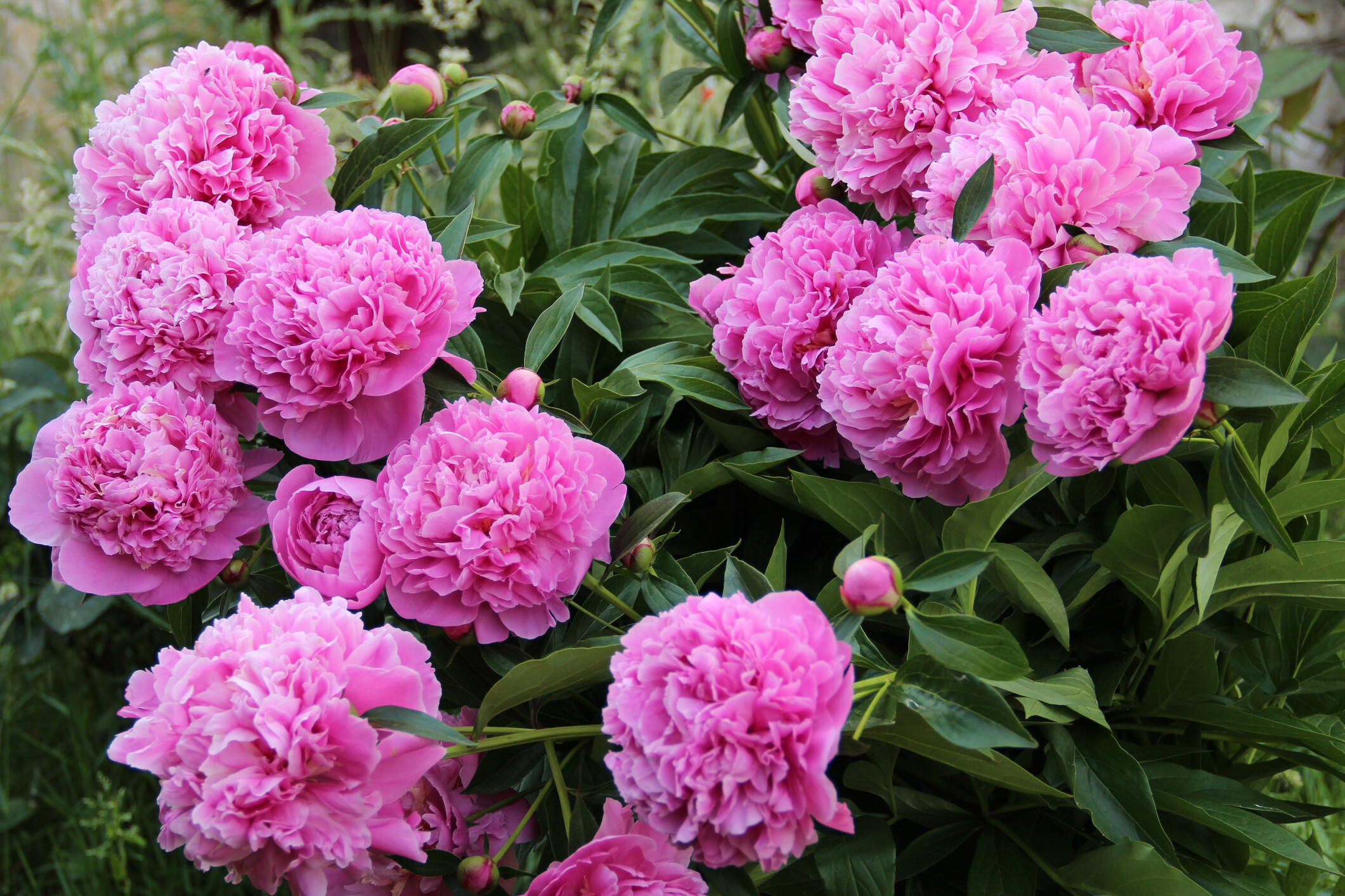 Bazsarózsa (Paeonia)