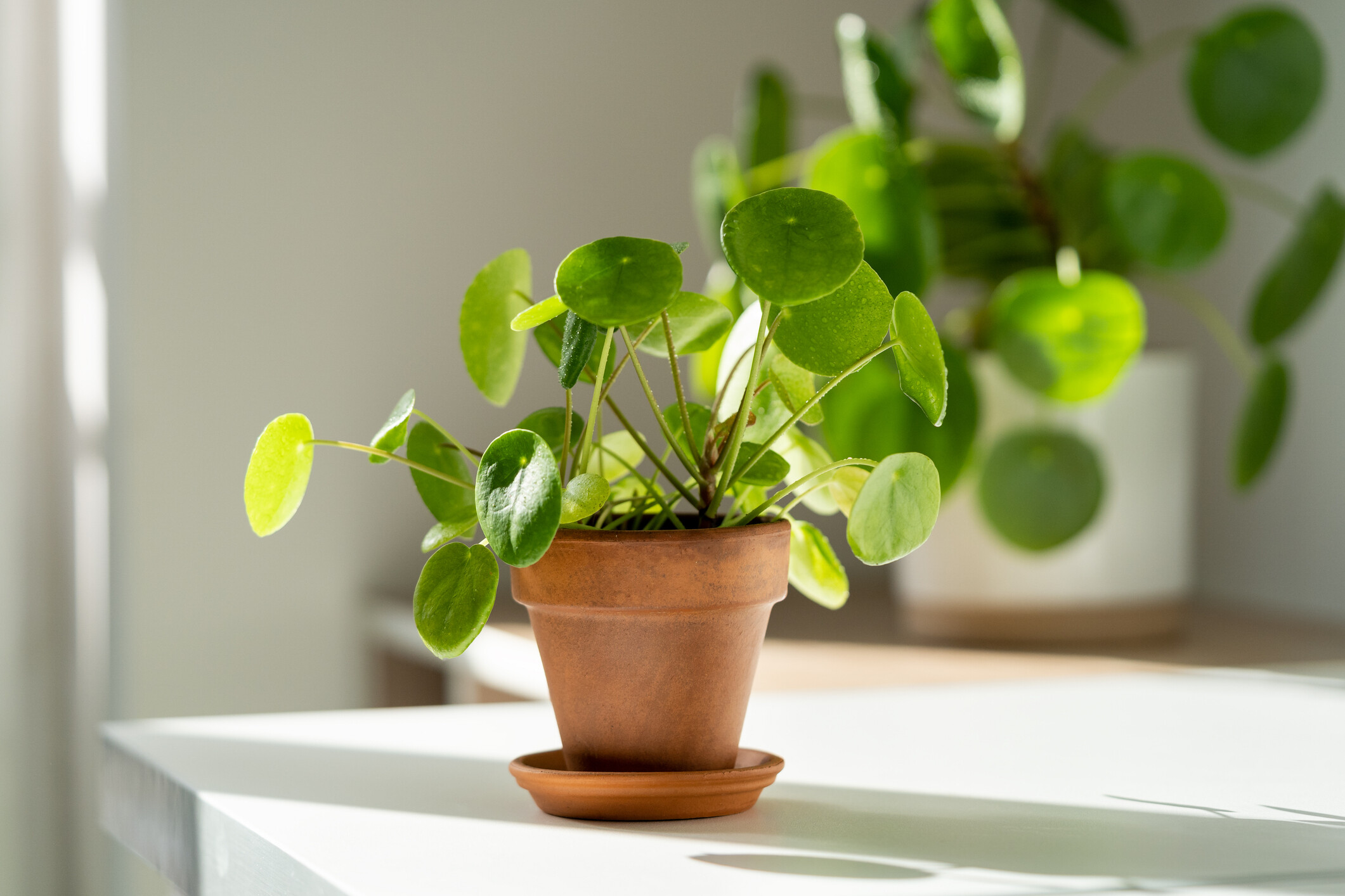 Pilea