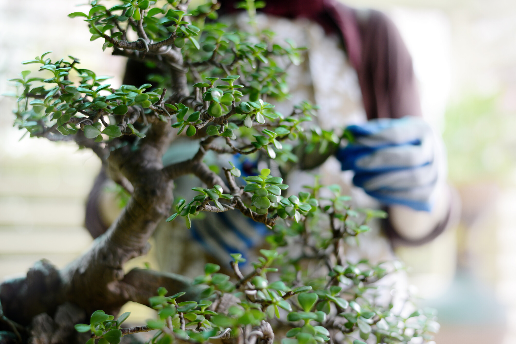 Bonsai
