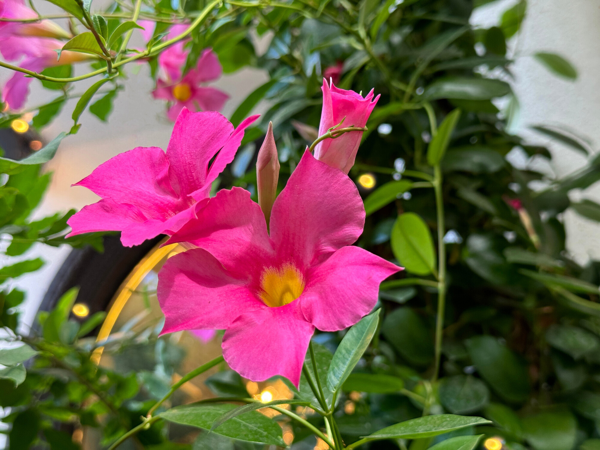 pink tölcsérjázmin