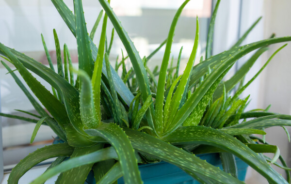 Aloe vera gondozása | Nosalty