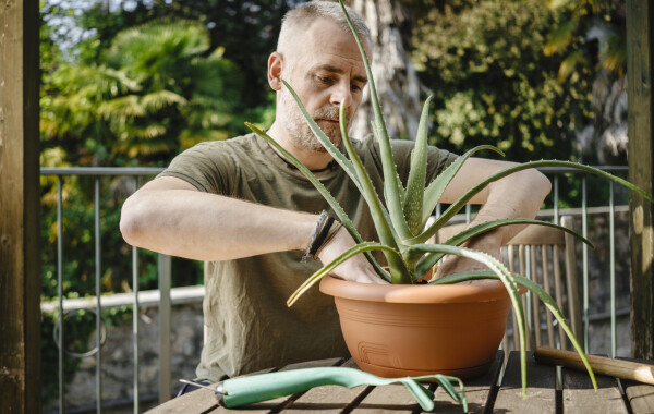 Aloe vera gondozása | Nosalty