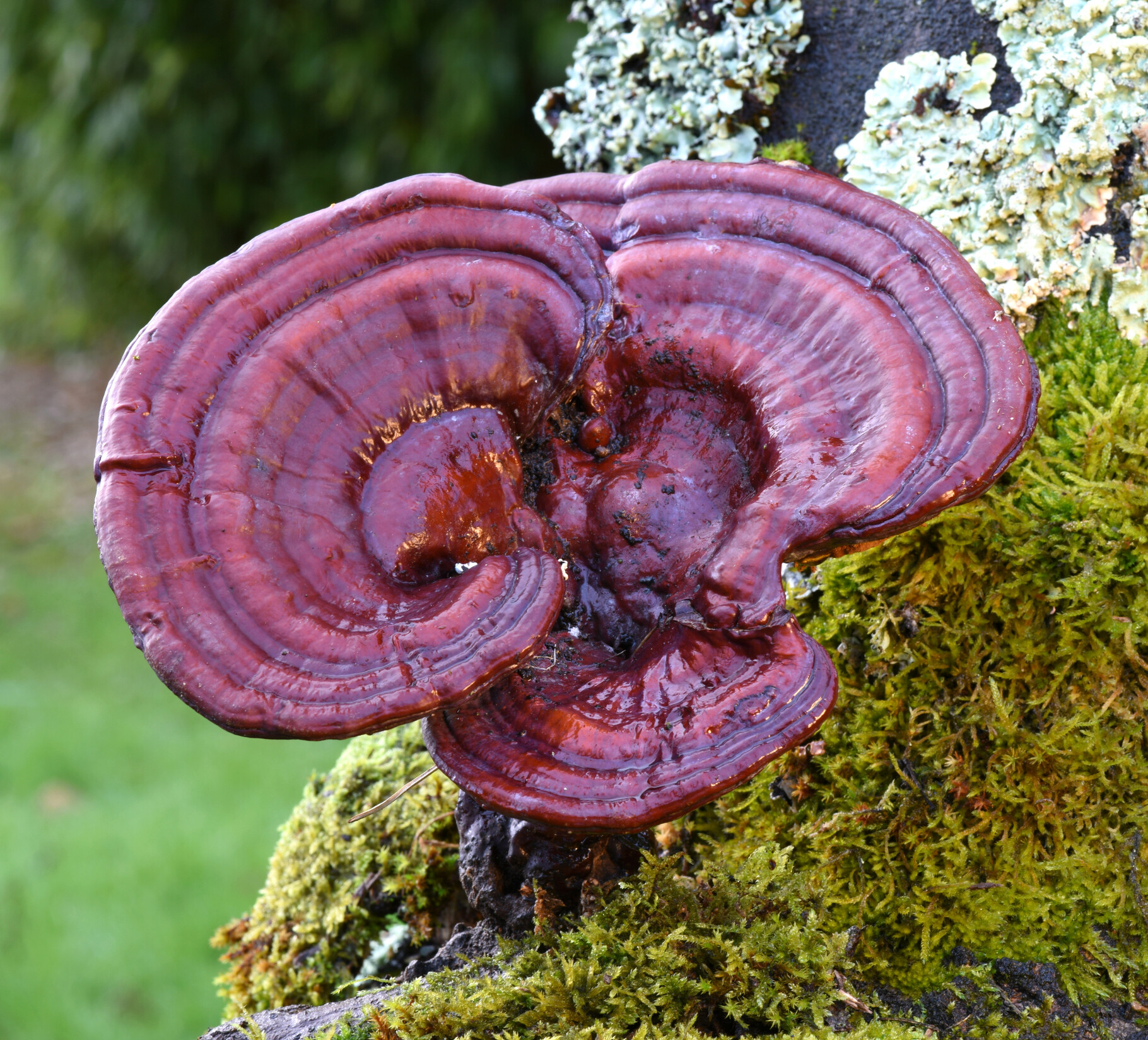 Fán növő reishi gomba