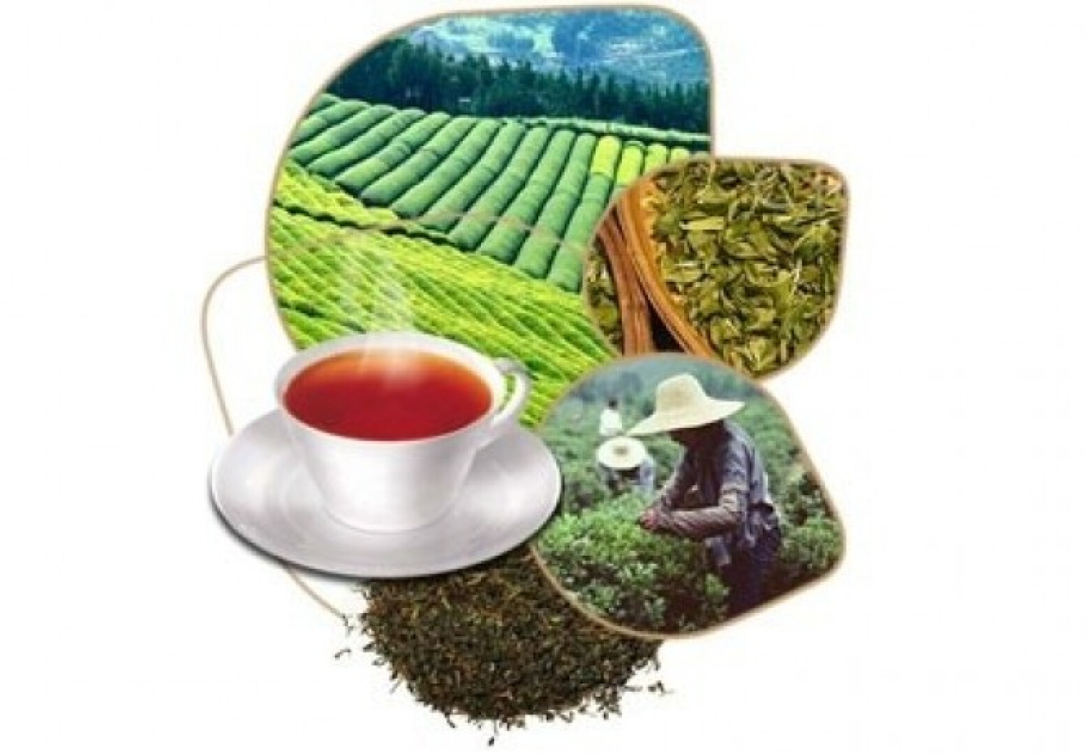 Tea