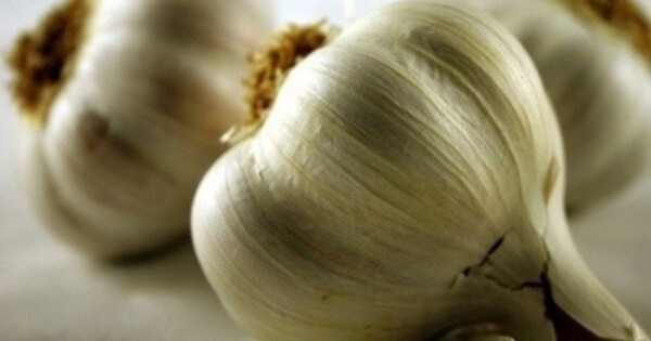 Fokhagyma Nosalty Fokhagyma Nosalty