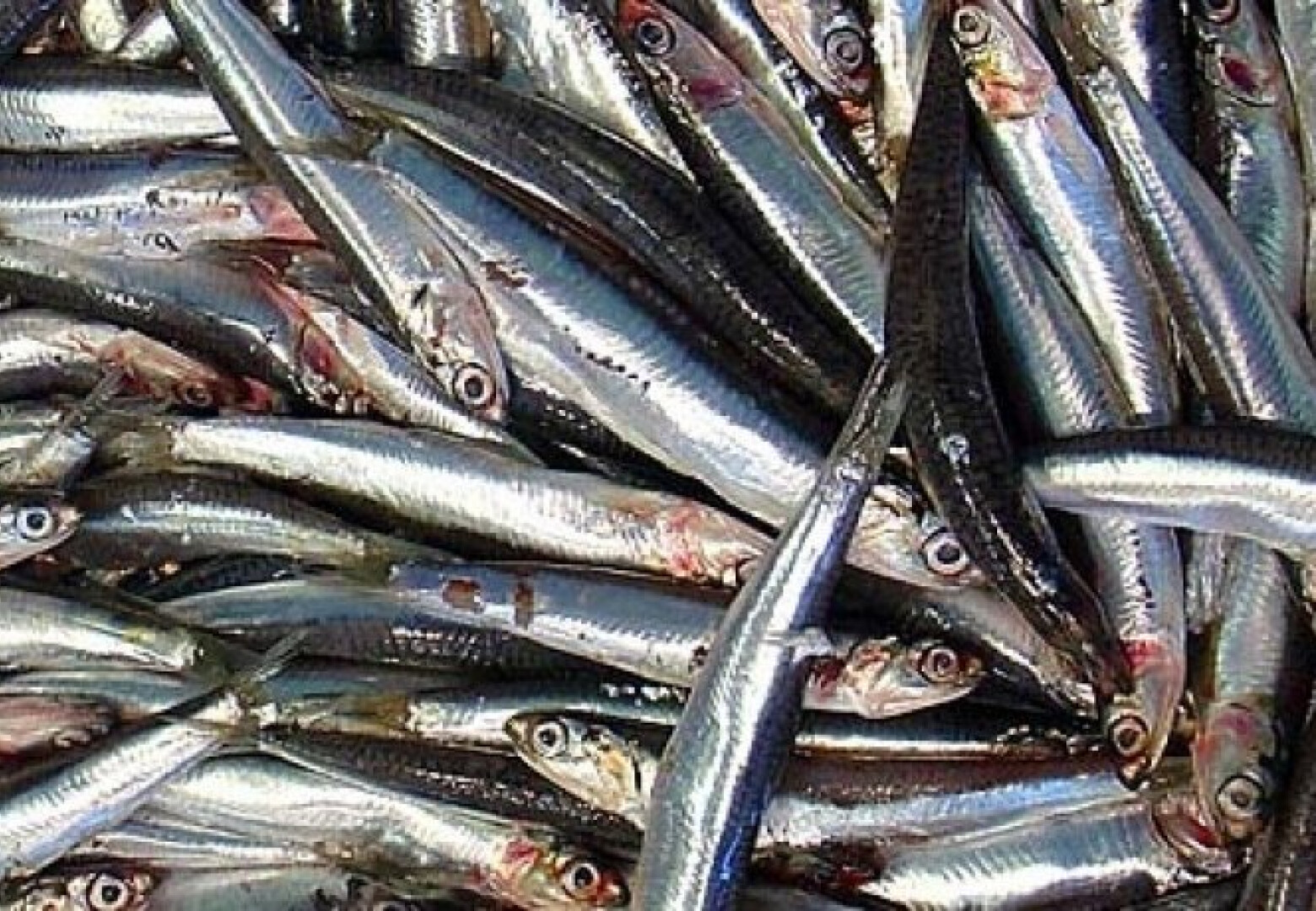 szardella