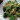 Lazacos-brokkolis gnocchi