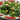 Ementális kelkáposzta saláta