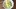 Japán gyömbéres-gombás-uborkás savanyúság