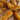 Grillezett afrikai harcsafilé gombával és fokhagymás édesburgonyával