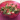 Hawaii lazacos paradicsomsaláta - Lomi lomi saláta