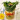 Szezámmagos mungóbabcsíra saláta zöldhagymával