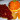 Mézes-narancsos csirkecombok