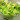 Ecetes-fokhagymás fejes saláta