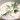 Kapros fokhagymás uborkaleves (Hideg uborkaleves 2.)