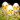 Húsvéti csibék tojásban