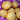 Citromos-mákos muffin kiscsillagtól